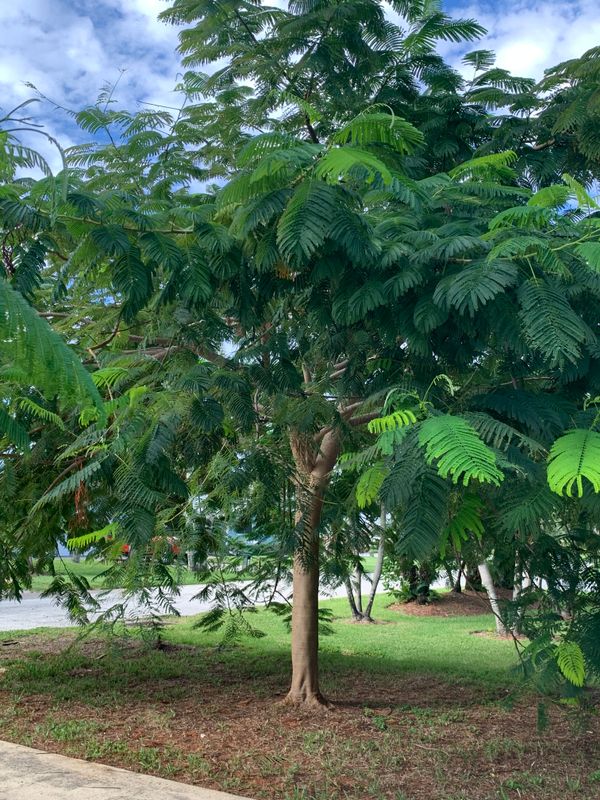Tree Trimming