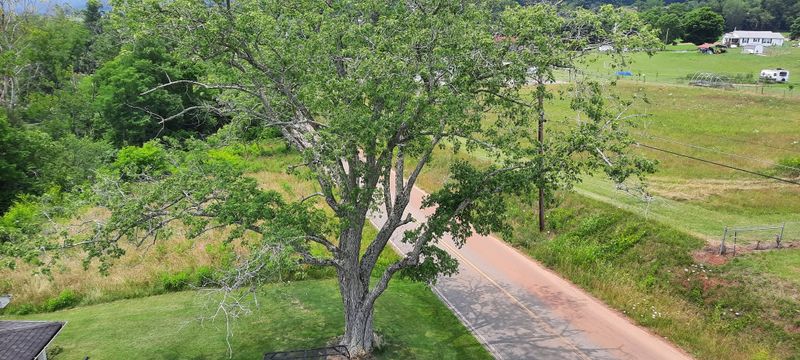 Tree Trimming