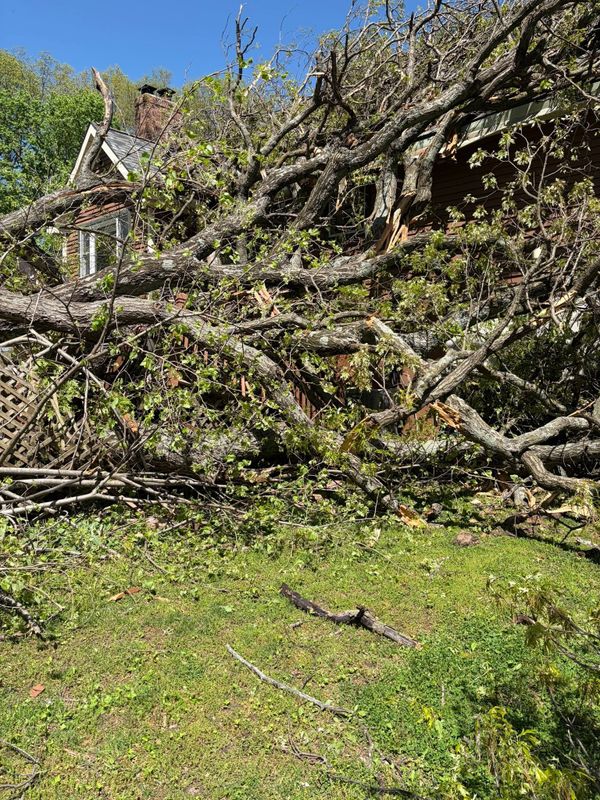 Tree Removal