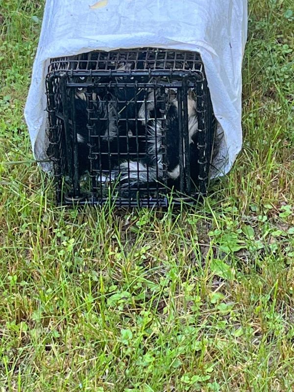 Skunk Removal