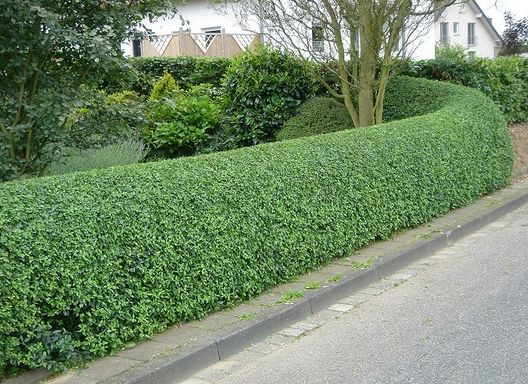 Hedge Trimming