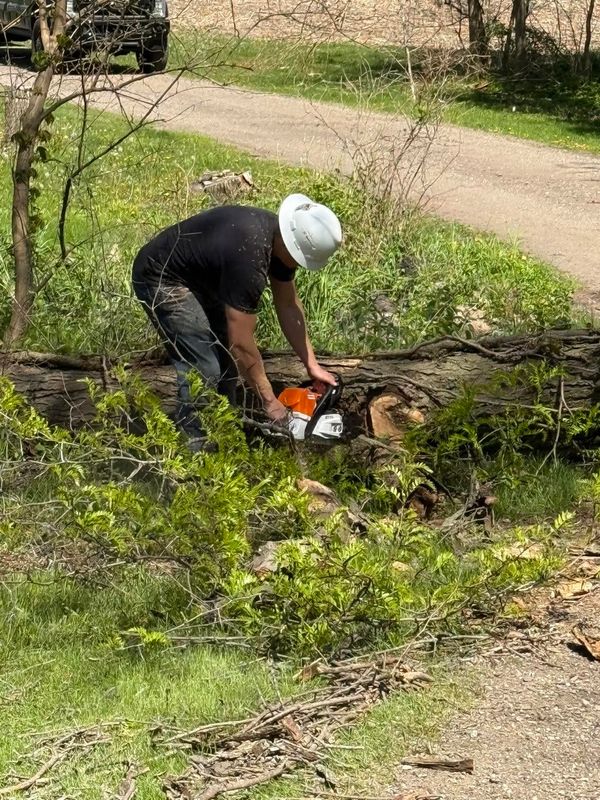 Tree Trimming