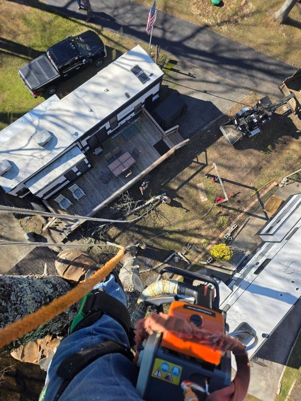 Tree Trimming & Removal