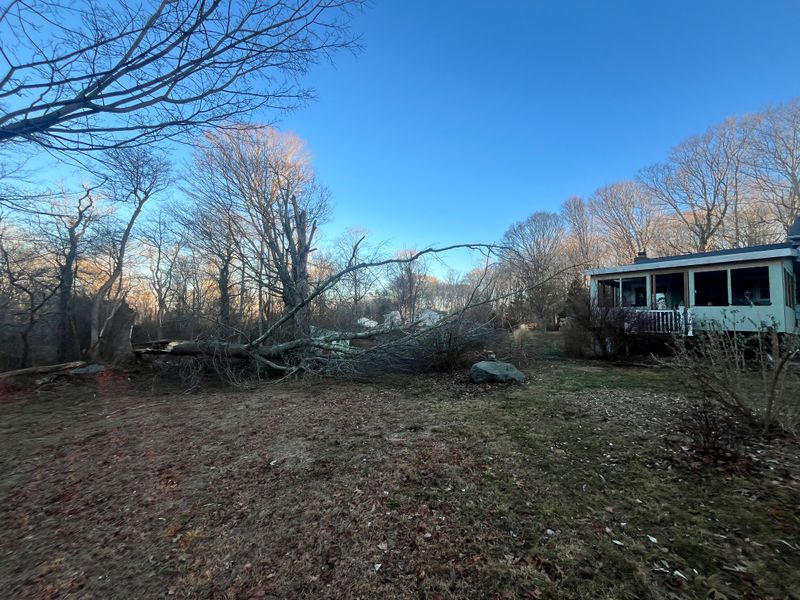 Brush & Tree Removal