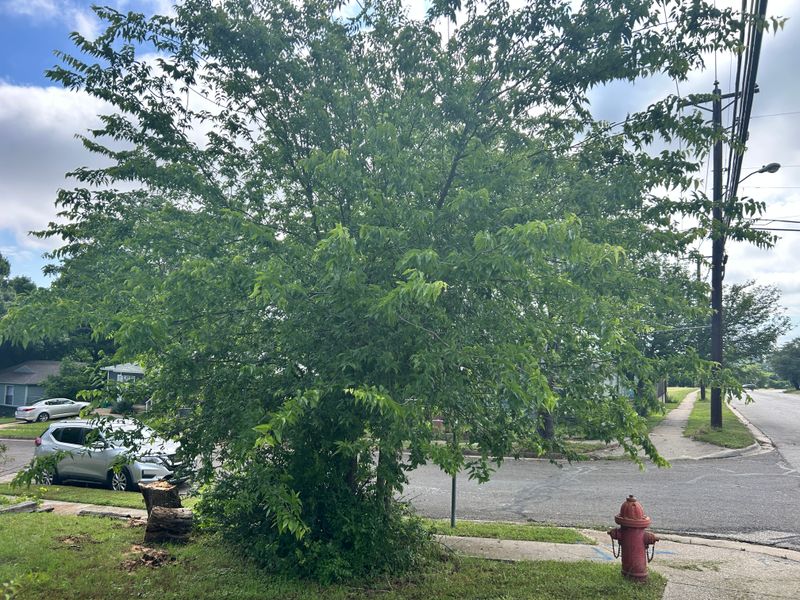 Shrubbery trimming and removal