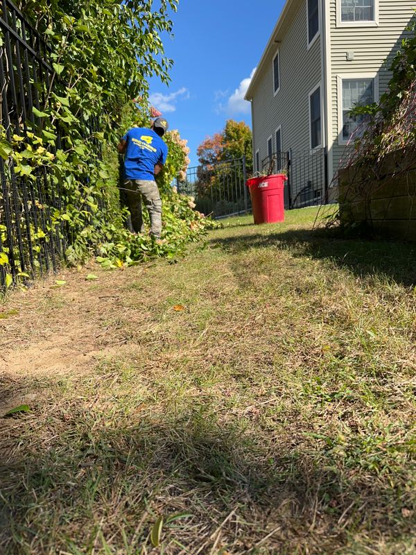 Shrub Trimming