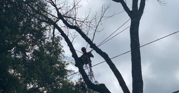 Tree Removal gallery