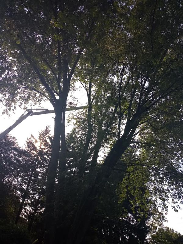Tree Removal gallery