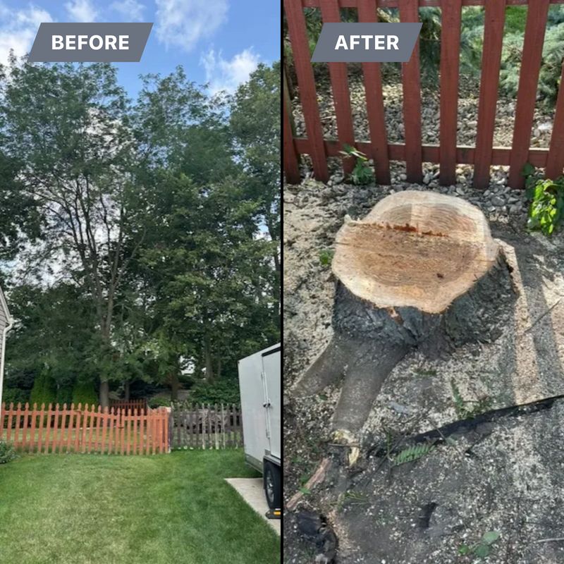 Tree Removal gallery