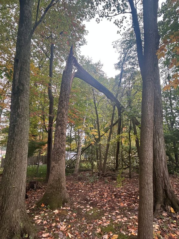 Emergency Tree Services