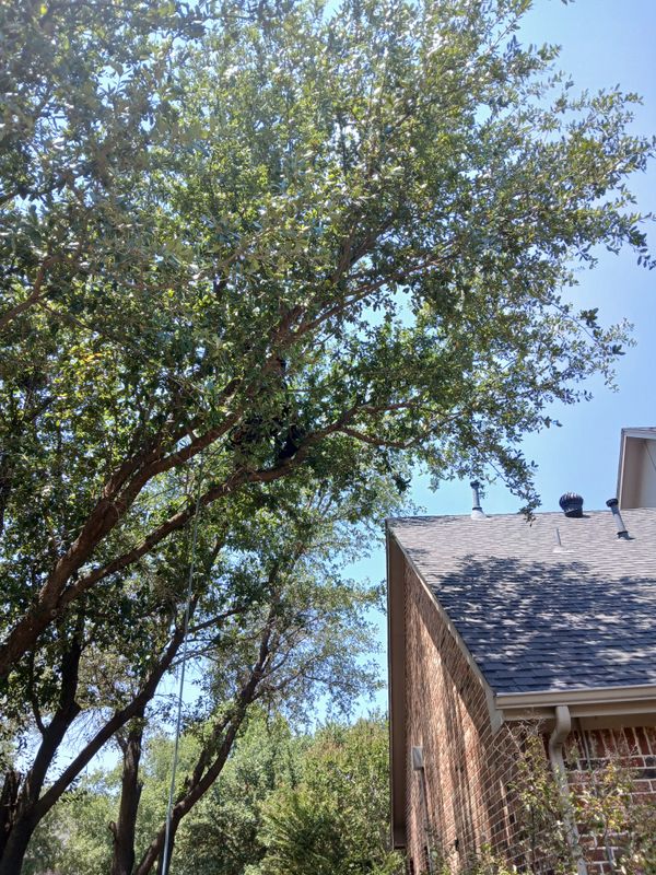 Tree Trimming