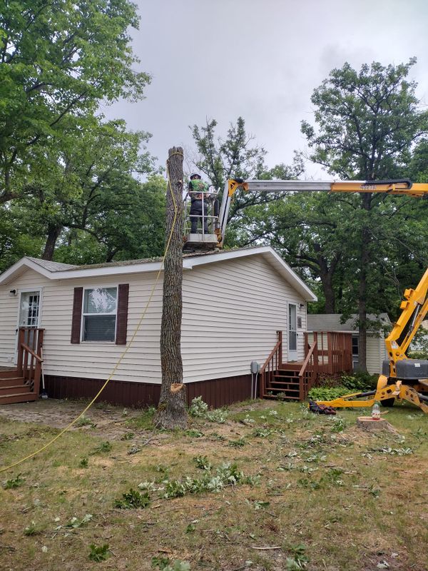 Tree Removal