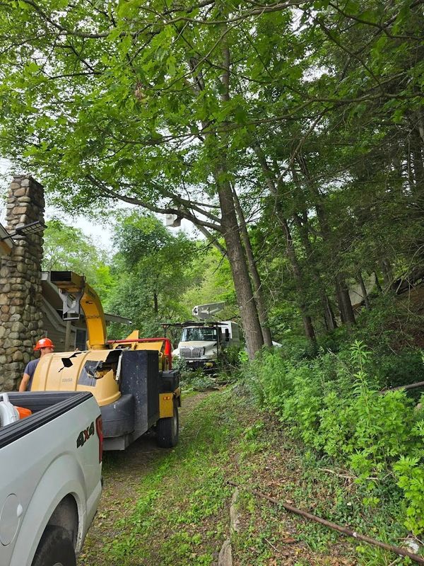 Tree Removal