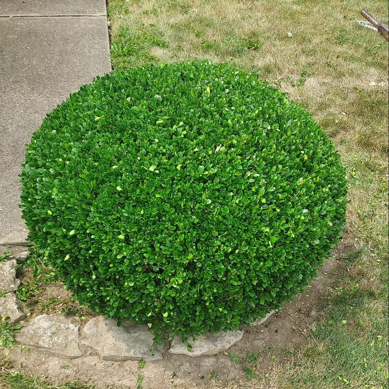 Hedge Trimming