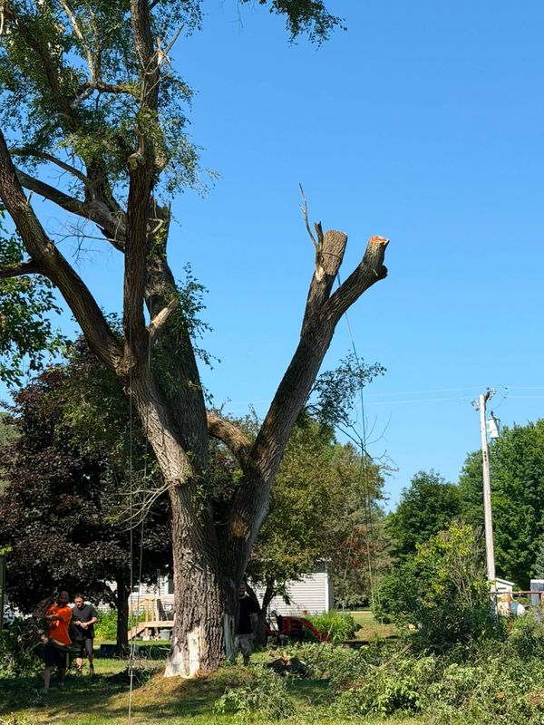Tree Trimming