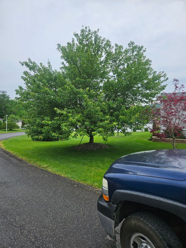 Lawn Maintenance