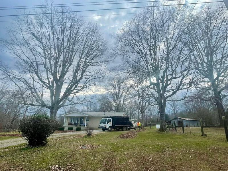 Other Tree Services