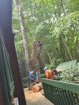 Tree Services