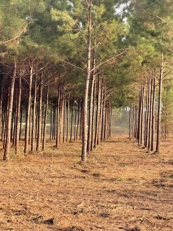 Mulching