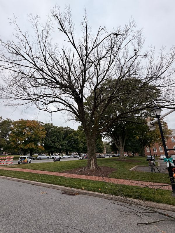 Tree Trimming
