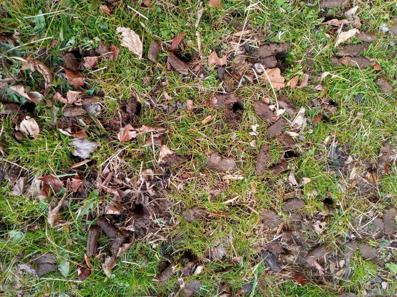 Grass Up