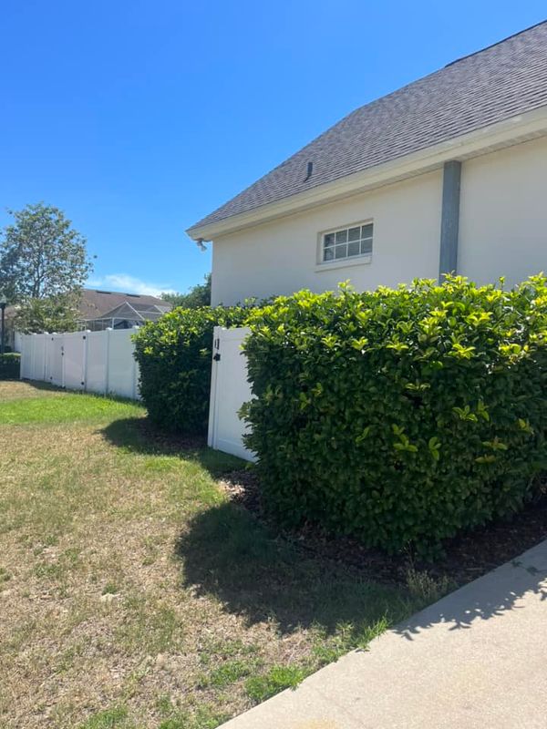 Shrub Trimming