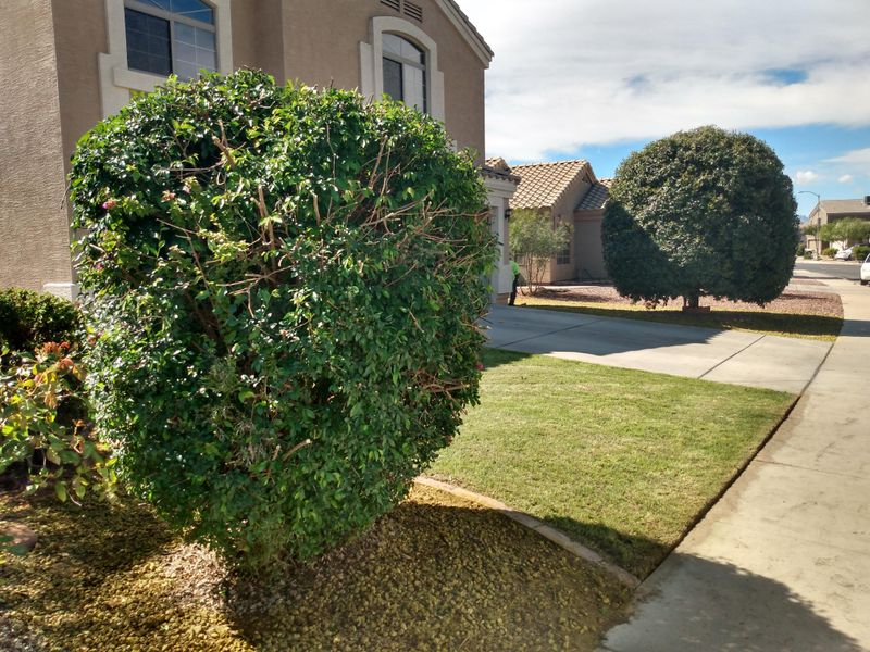 Shrub triming