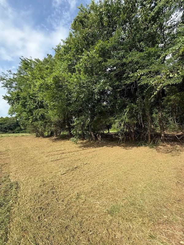 Brush Clearing