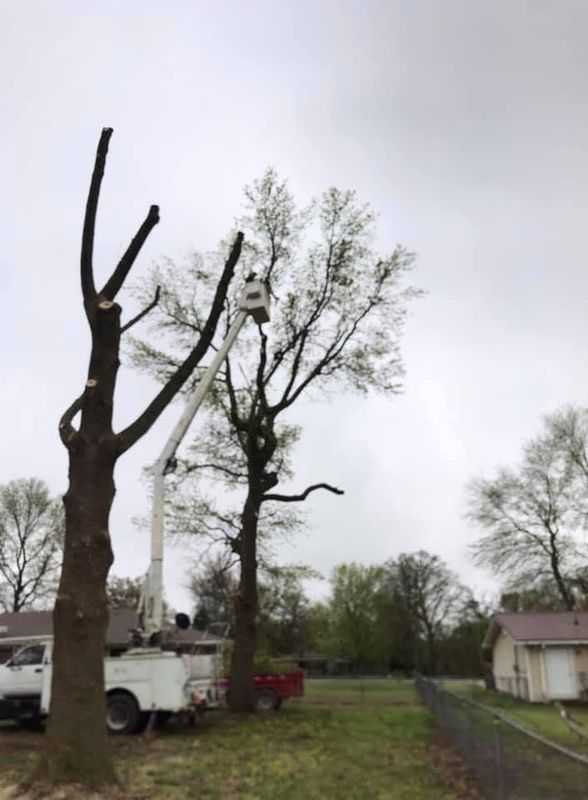 Tree Trimming