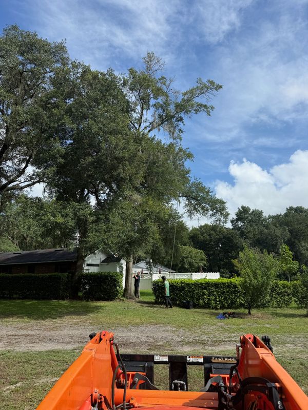 Tree Removal