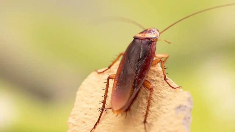 Cockroach Extermination