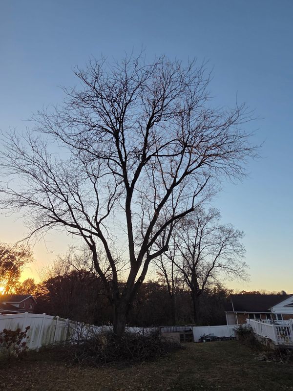 Tree Trimming