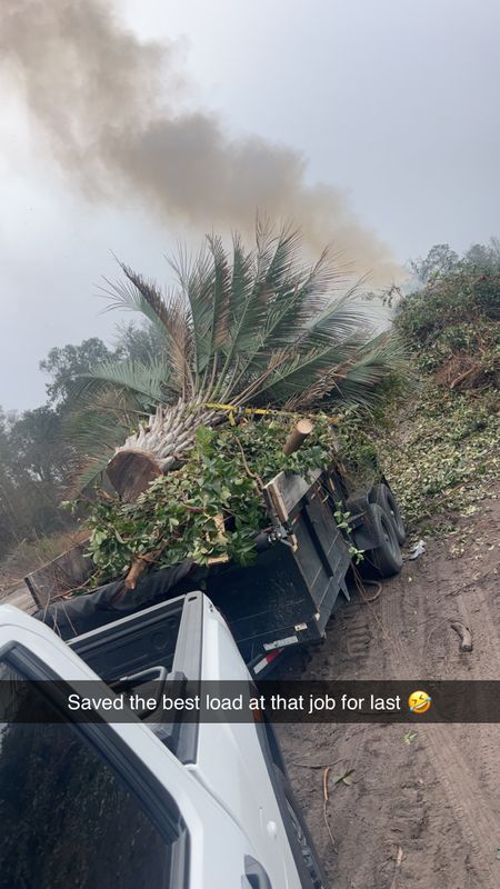 Tree Trimming & Removal