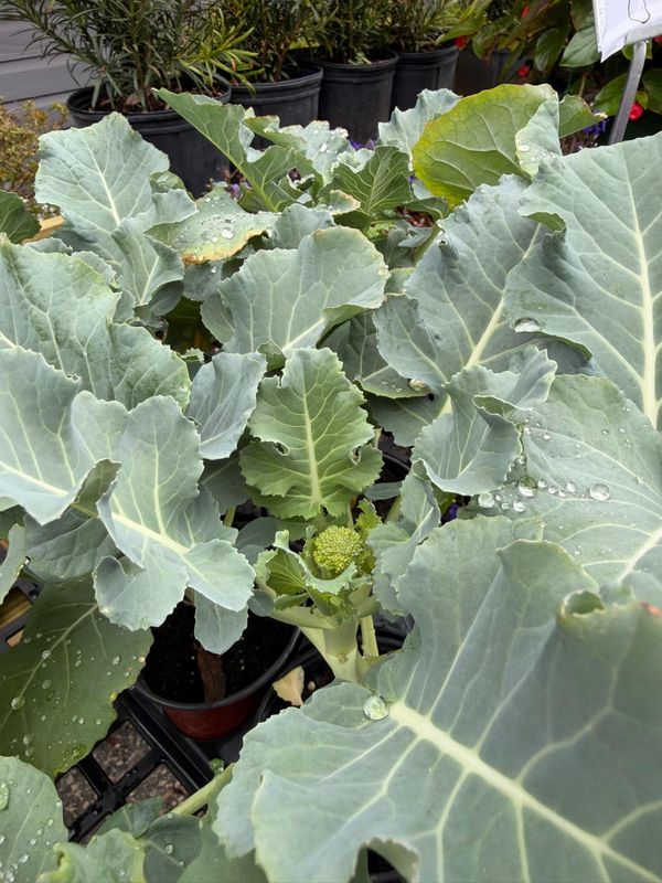 Everyday Landscaping Needs