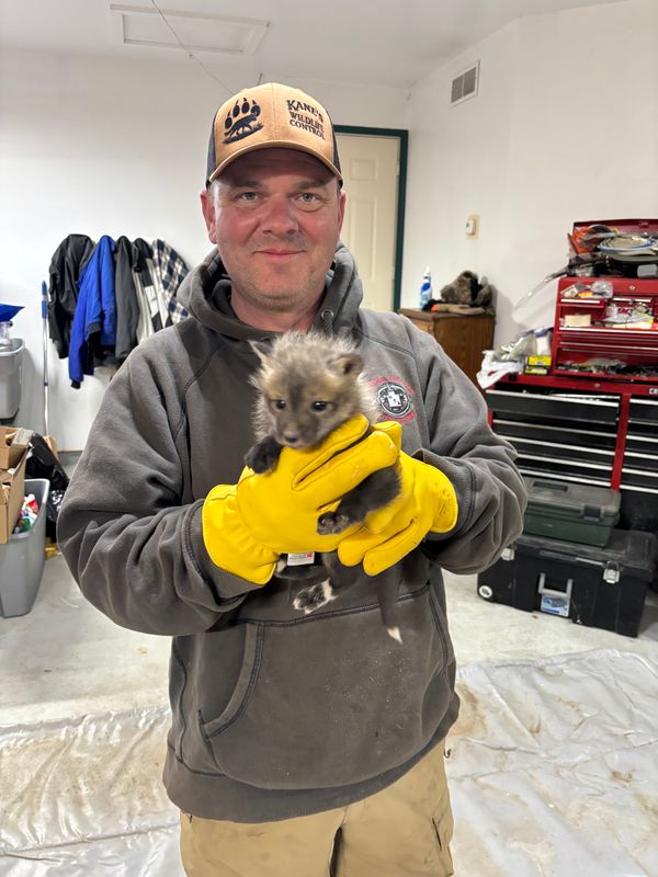 Humane Animal Trapping and Relocation