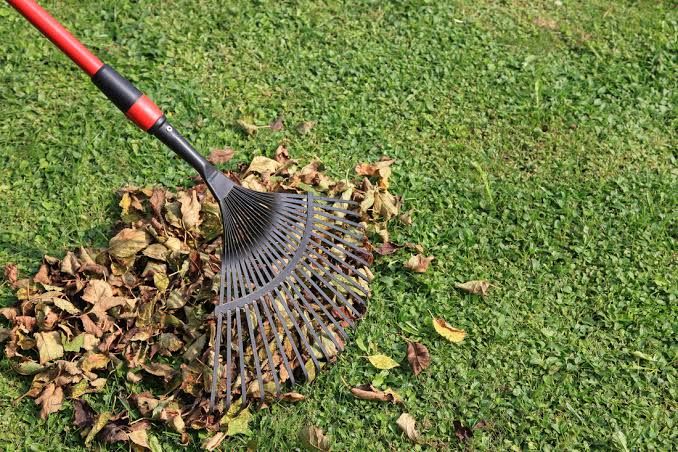 Fall and Spring Clean Up