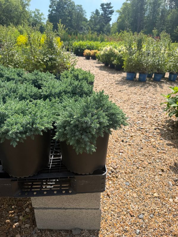 Juniper/Privacy Trees