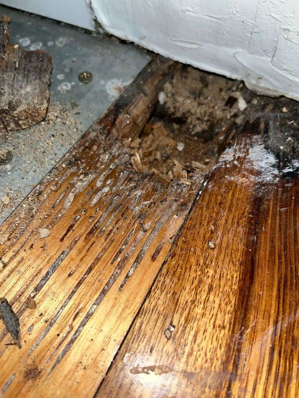 Termite Inspection & Treatment