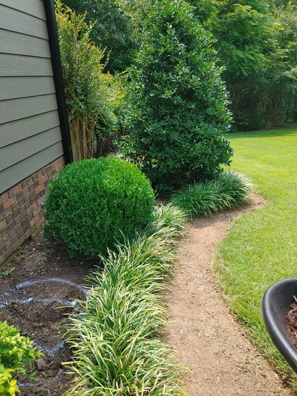 Tree & Shrub Care