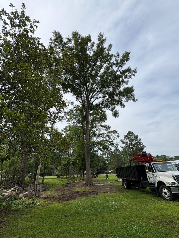 Tree Trimming and Removal