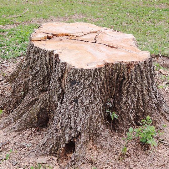 Tree Removal