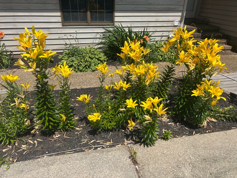 Plantings