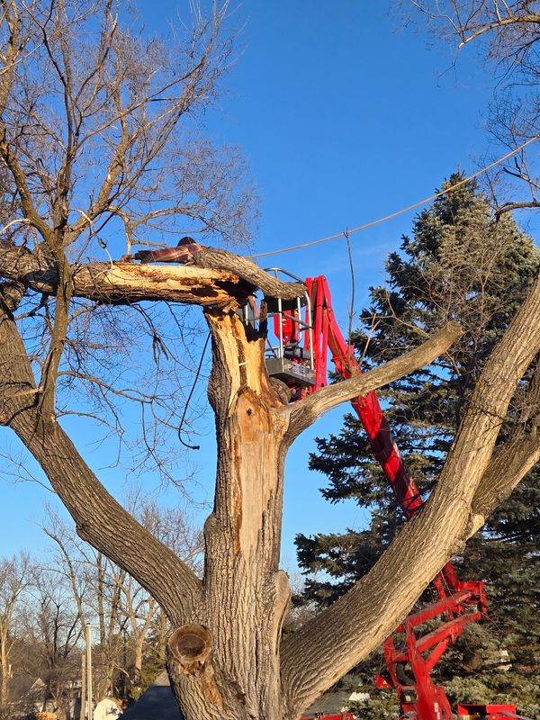 Tree Trimming
