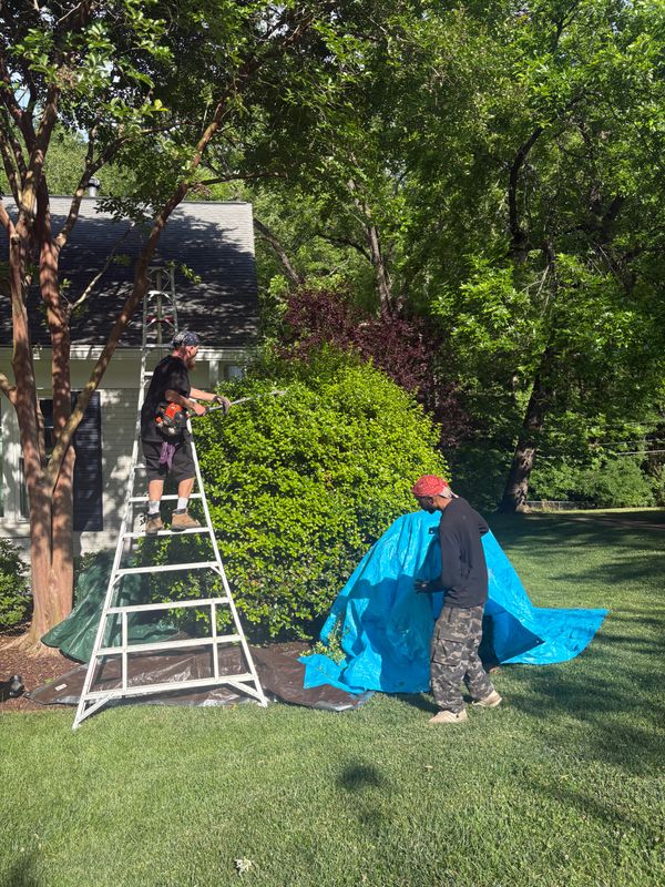 Tree Trimming