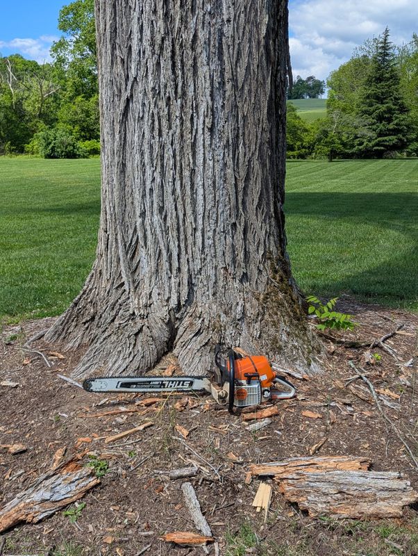 Tree Services
