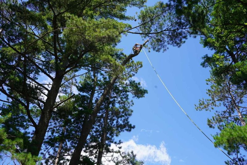 Emergency Tree Removal