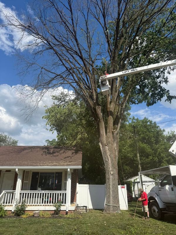 Tree Trimming