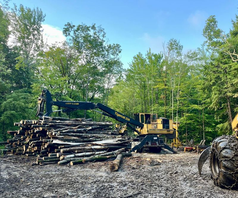 Tree and Vegetation Removal
