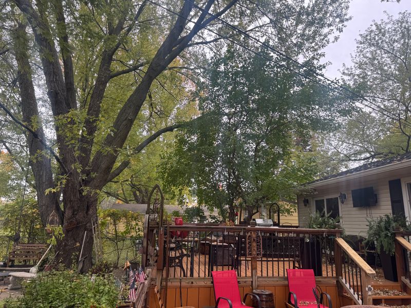 Tree Trimming