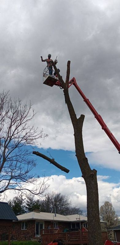 Tree Trimming